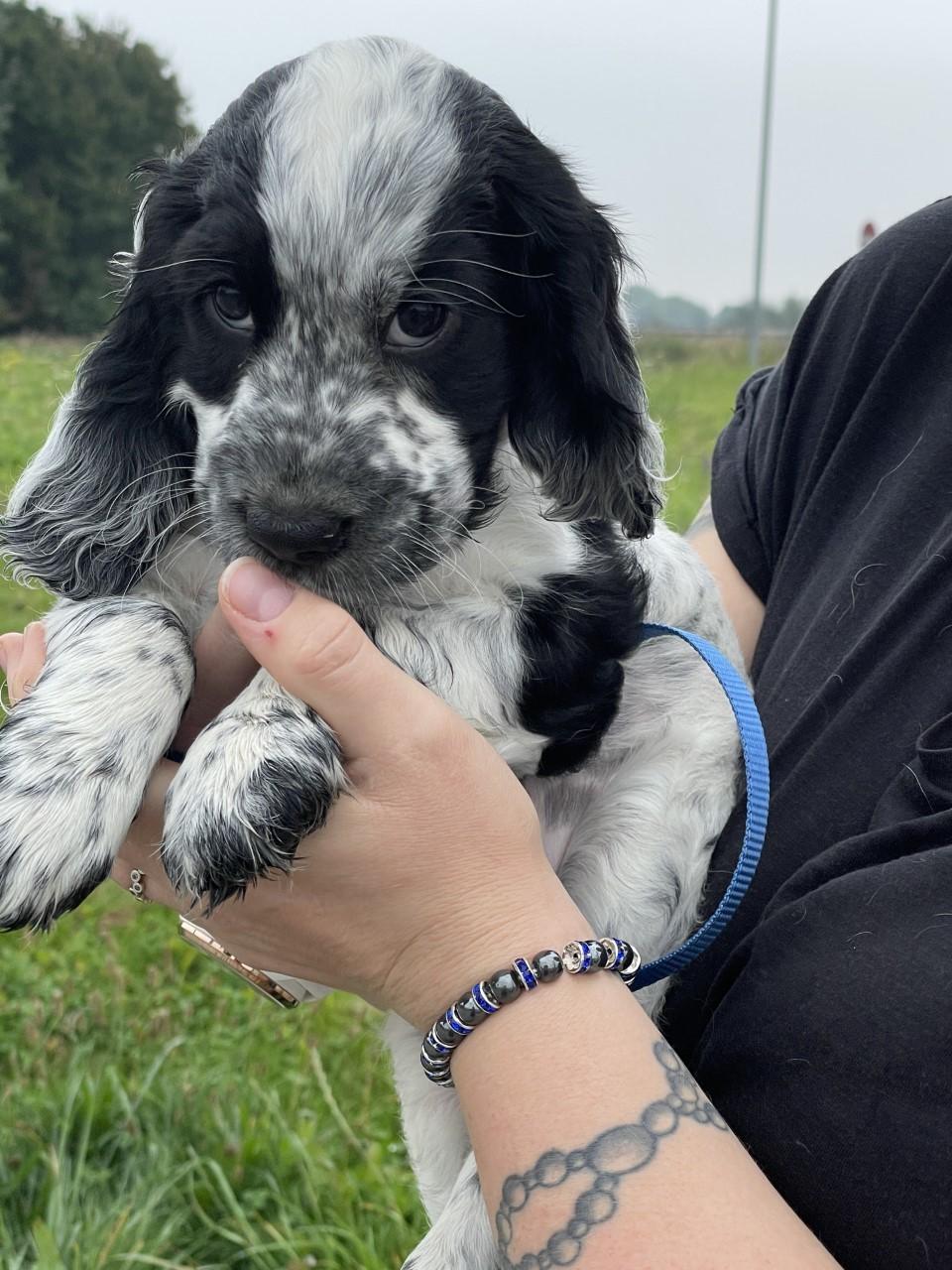 Cocker spaniel Nana billede 5