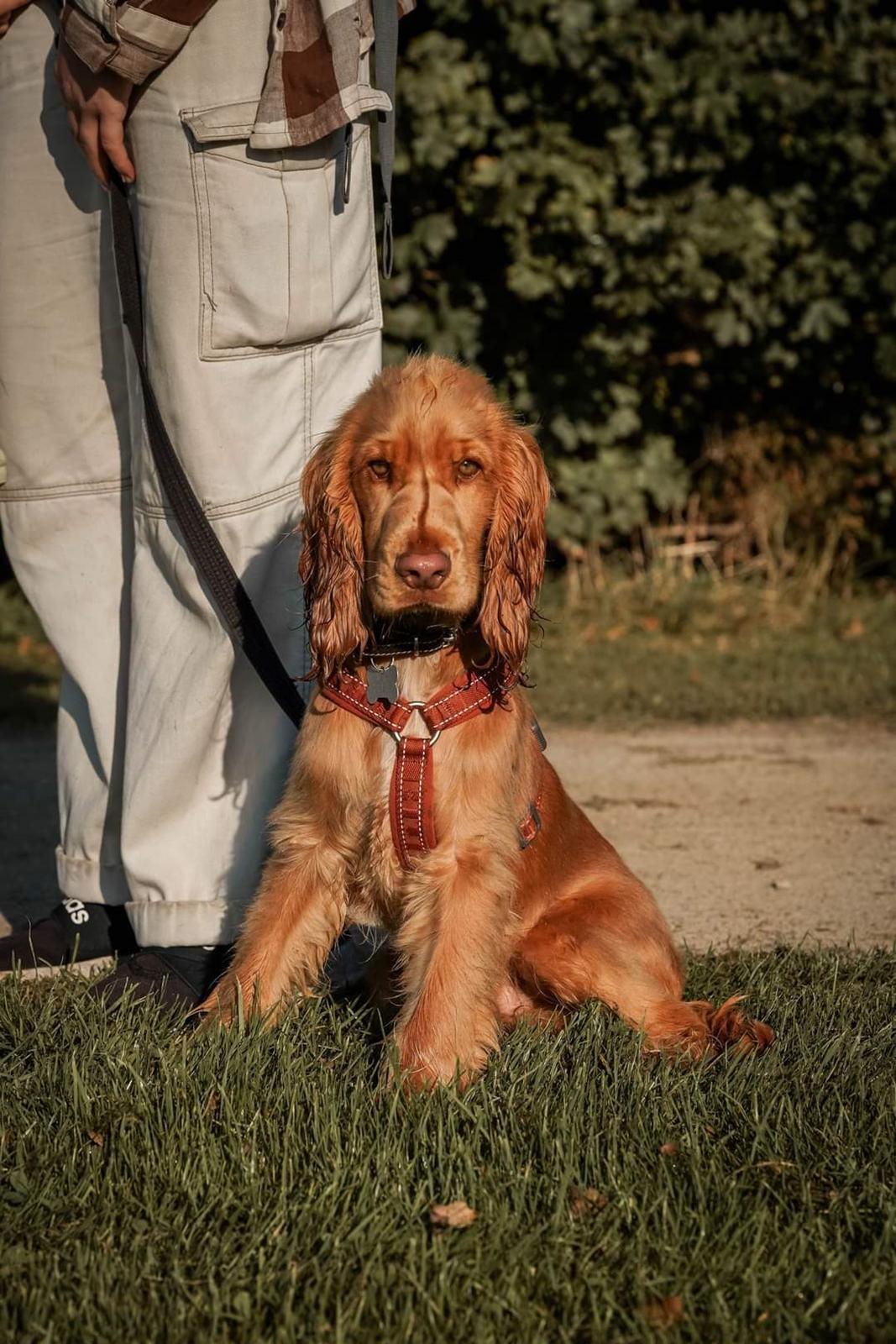 Cocker spaniel Albert billede 1