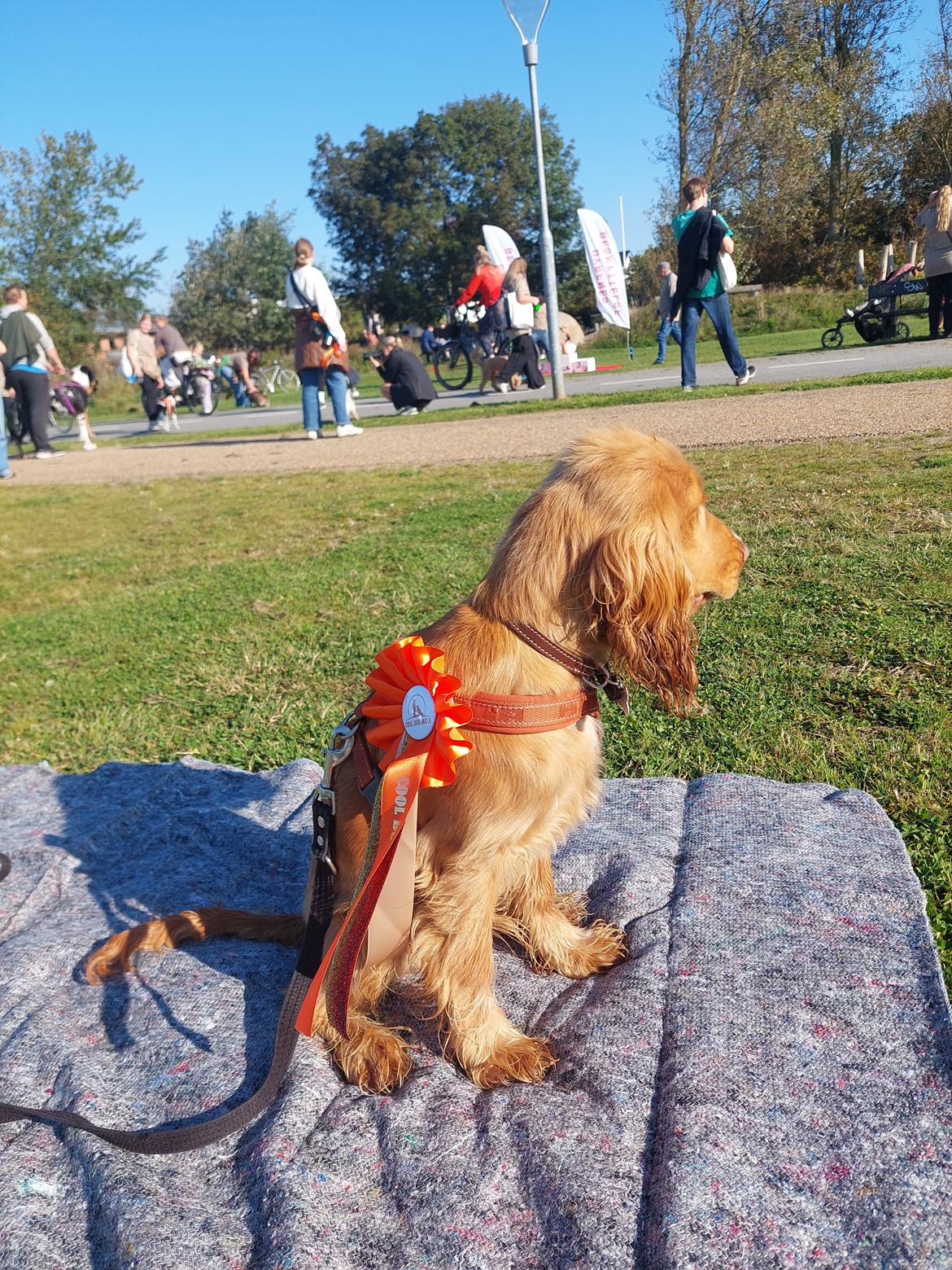 Cocker spaniel Albert billede 4