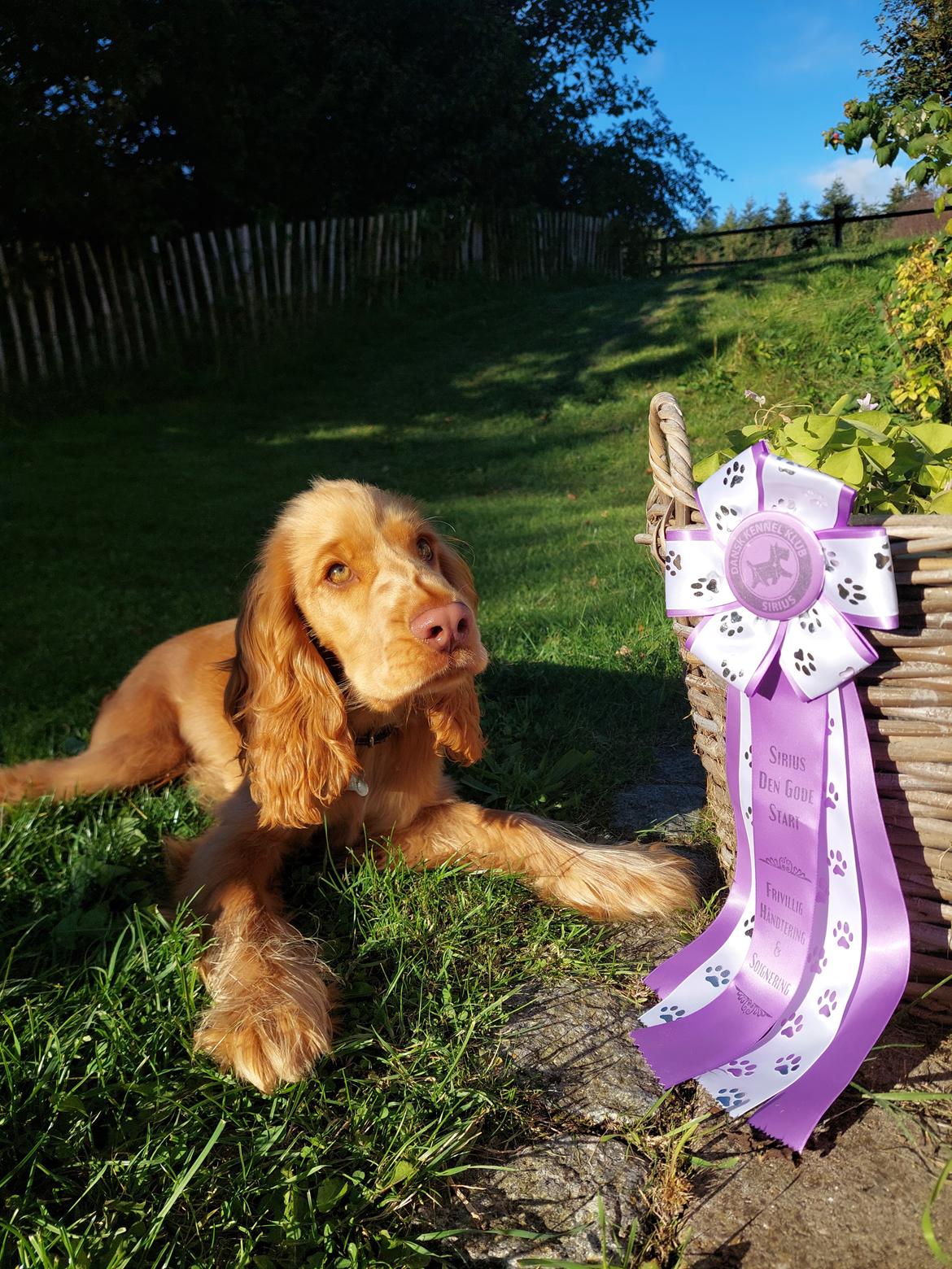 Cocker spaniel Albert billede 5