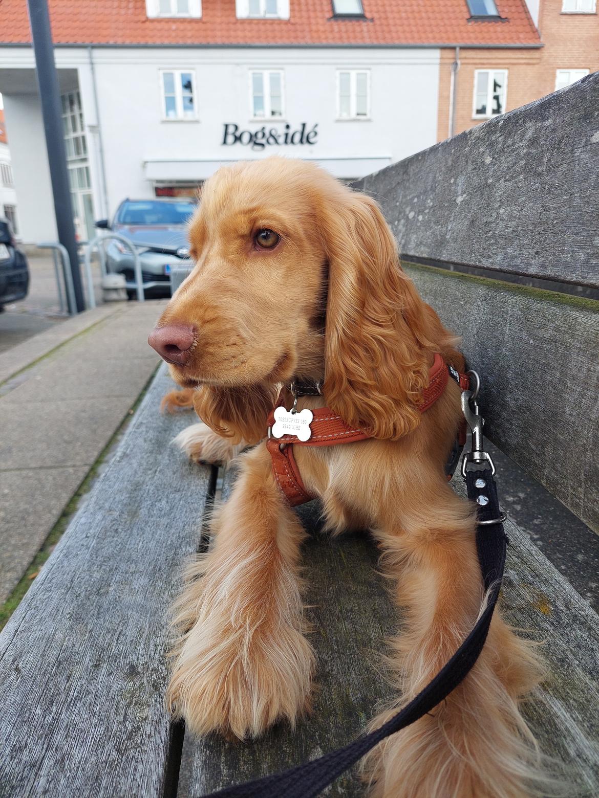 Cocker spaniel Albert billede 6