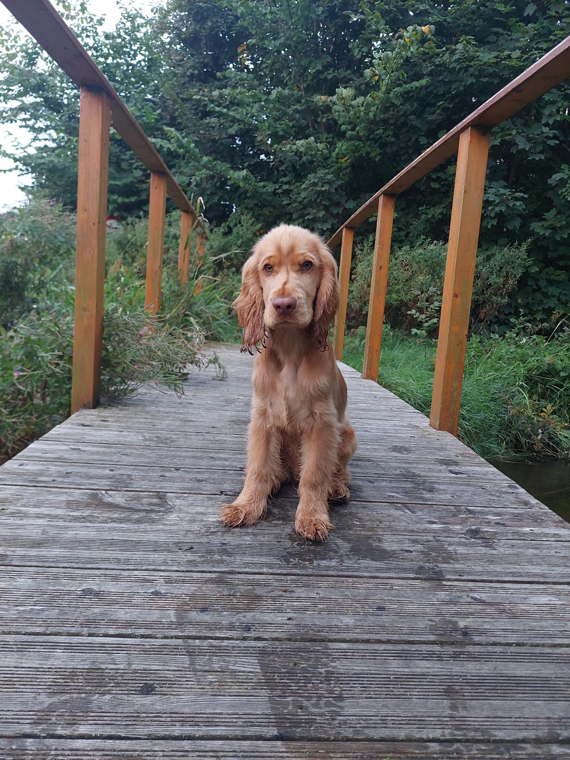 Cocker spaniel Albert billede 9