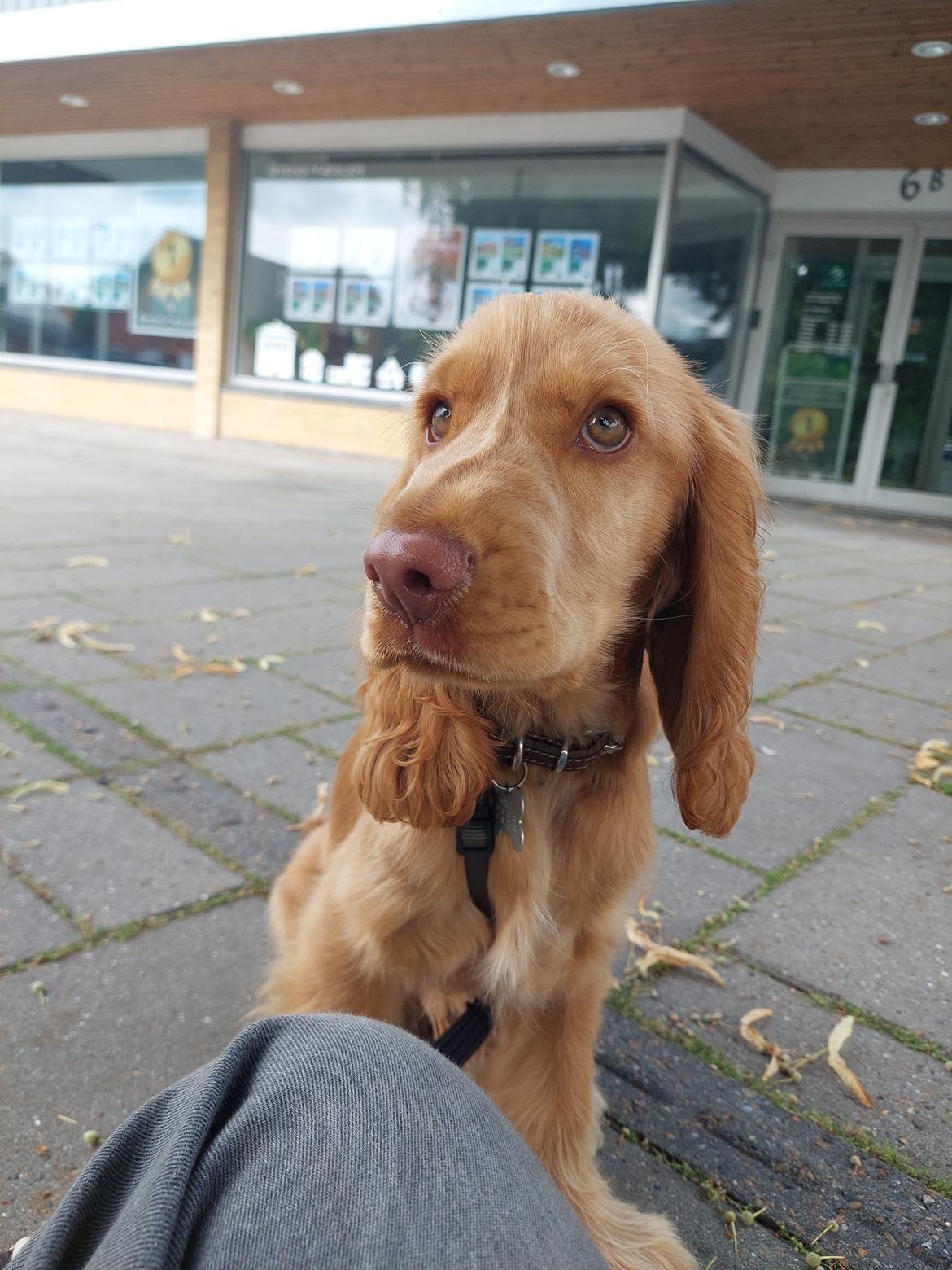 Cocker spaniel Albert billede 10