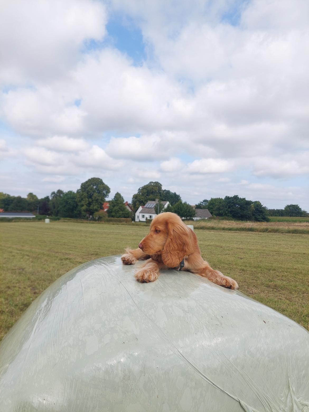 Cocker spaniel Albert billede 12