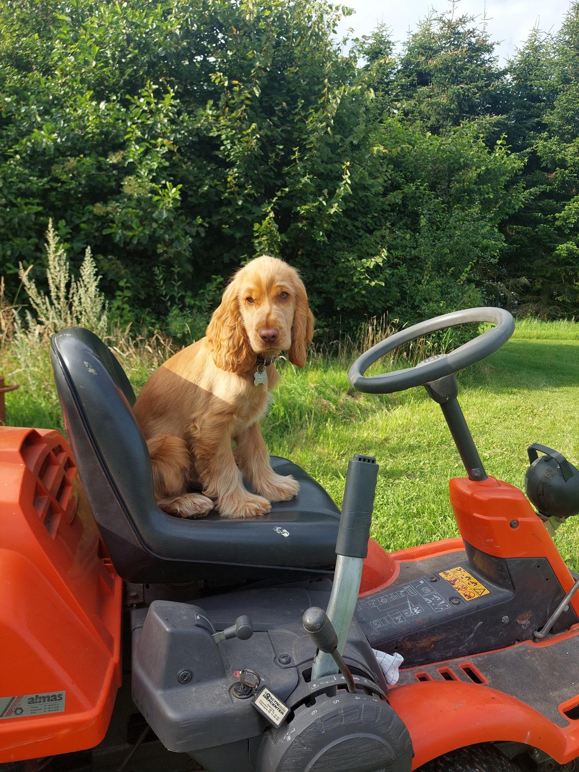 Cocker spaniel Albert billede 13