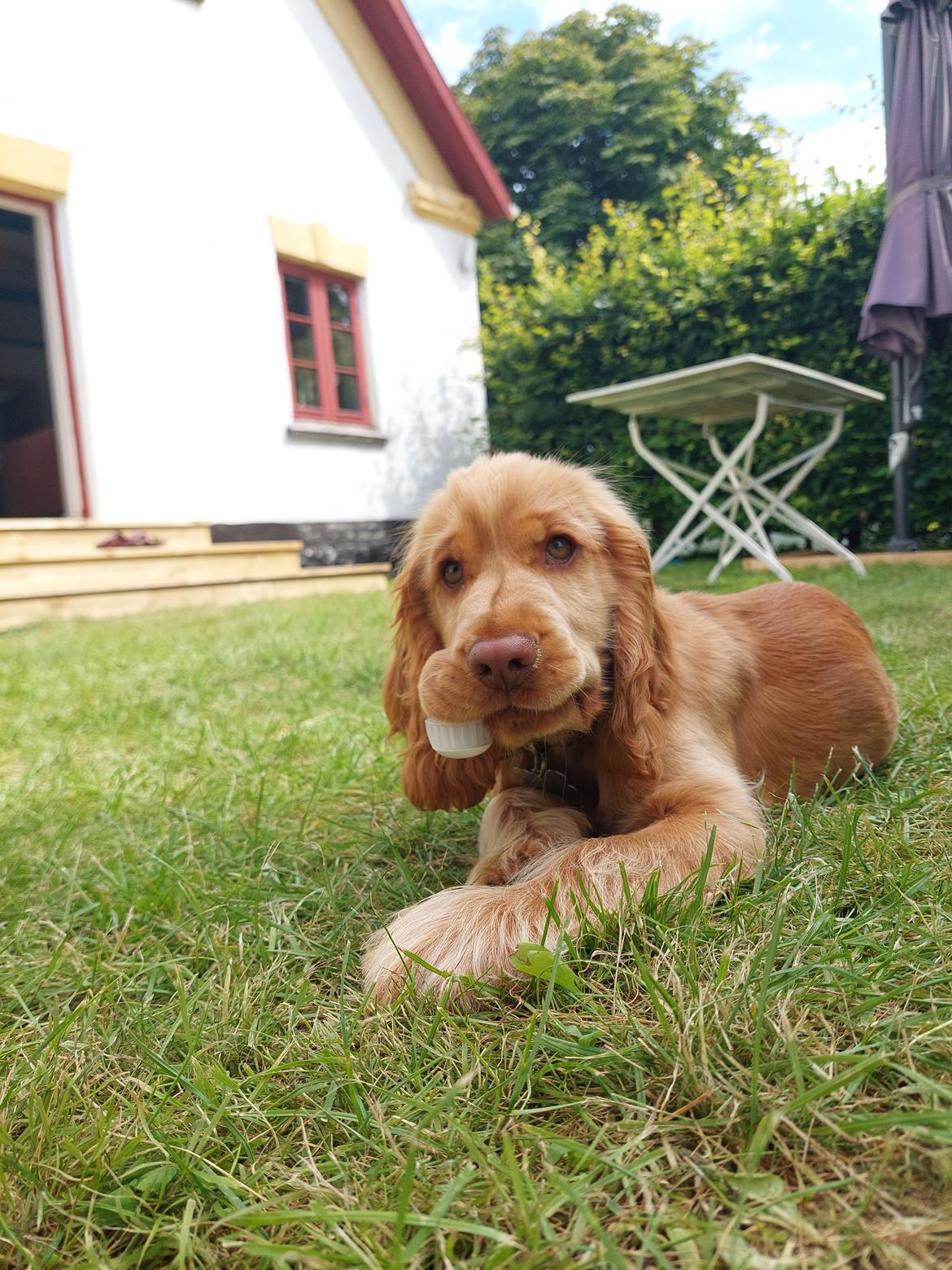 Cocker spaniel Albert billede 15