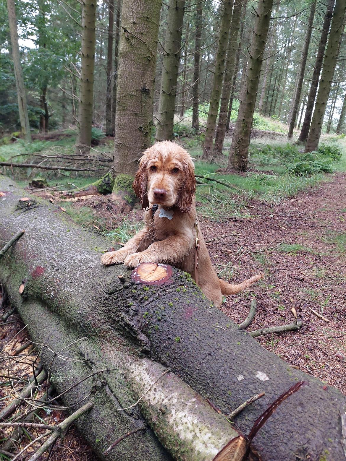 Cocker spaniel Albert billede 17