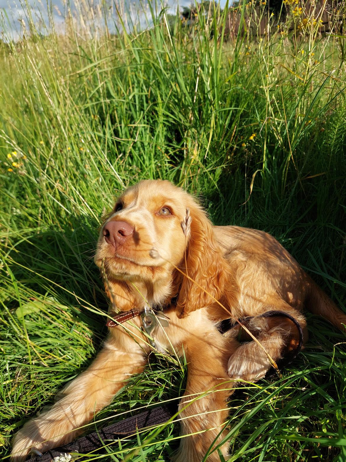 Cocker spaniel Albert billede 19