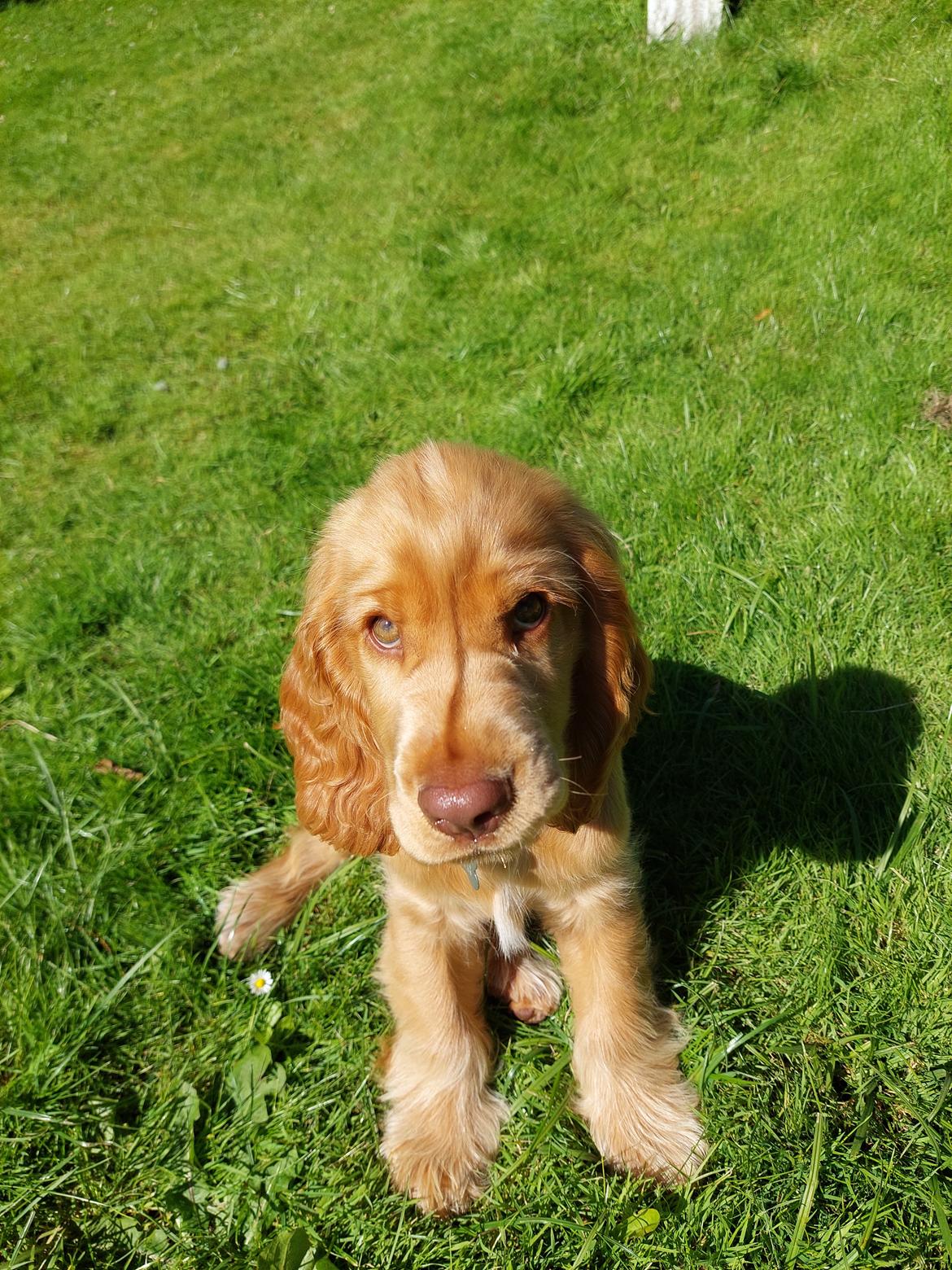 Cocker spaniel Albert billede 20