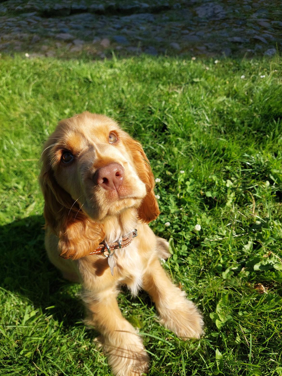 Cocker spaniel Albert billede 25