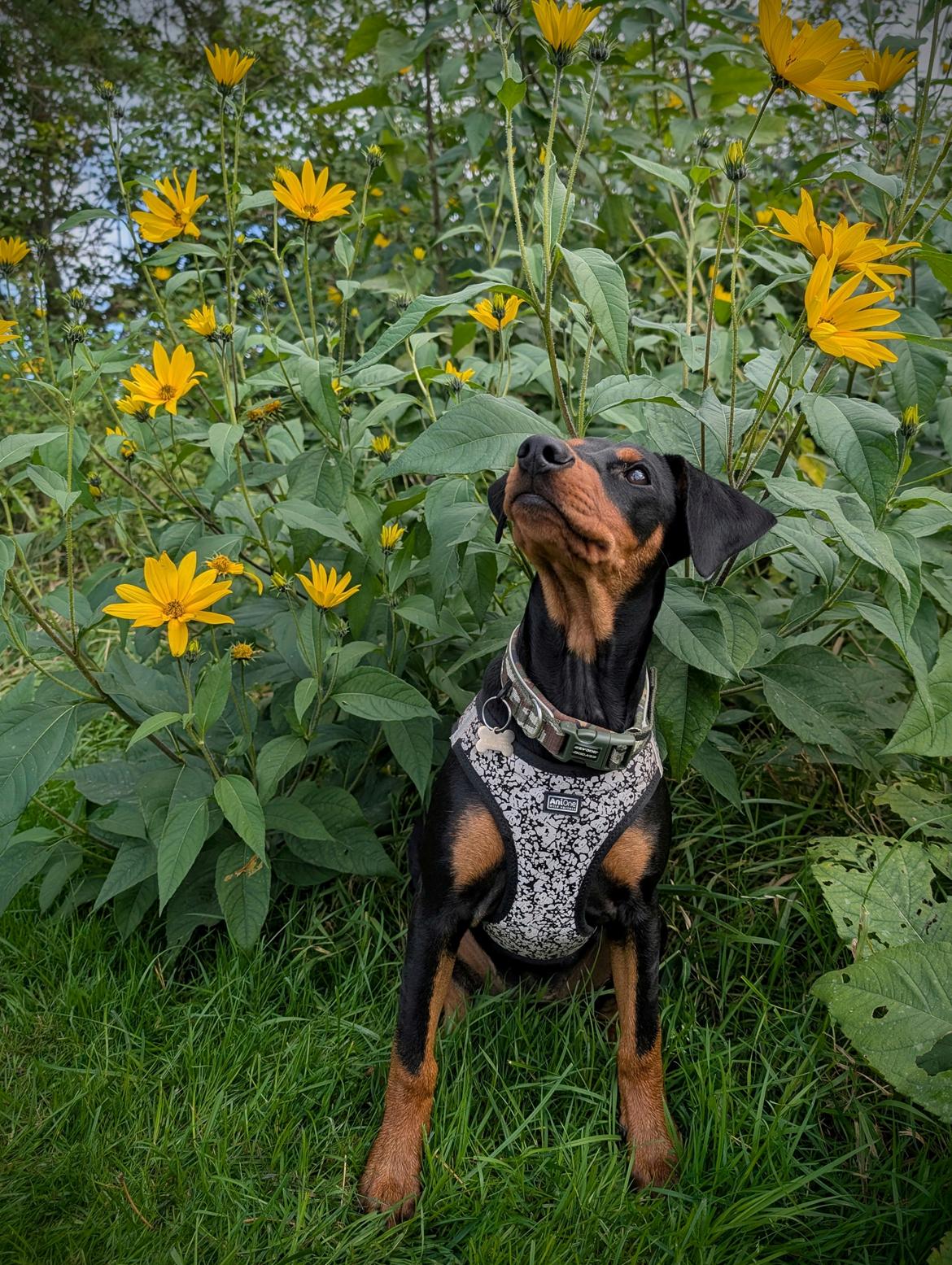 Tysk pinscher Nice and Dandy Viola - Kaldenavn: Thuja - 30-09-24 19 uger. Er vi snart færdige så jeg kan grave under skokkerne? billede 11