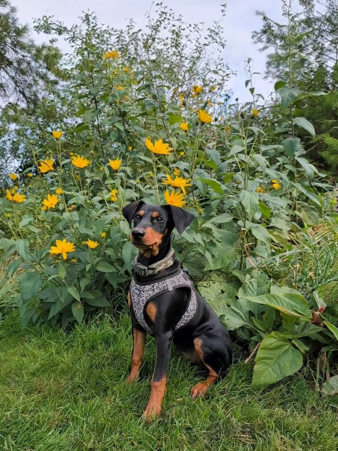 Tysk pinscher Nice and Dandy Viola - Kaldenavn: Thuja - 30-09-24 19 uger. Mor siger at jordskokkeblomster klæder mig billede 10