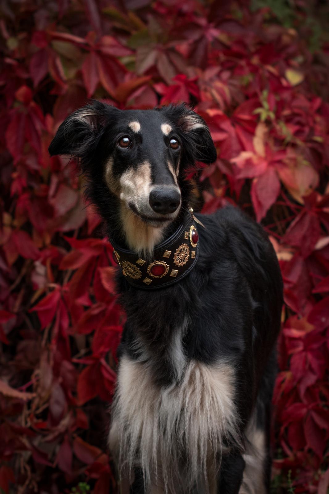 Borzoi Falka billede 1