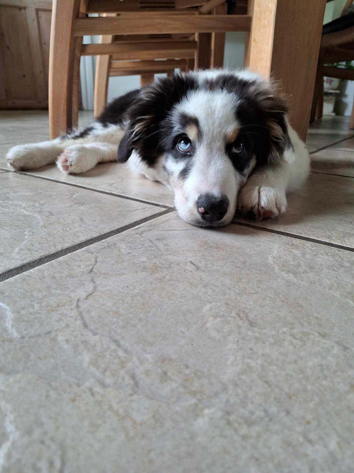 Australian shepherd Milo billede 1