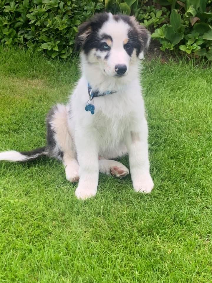 Australian shepherd Milo billede 3