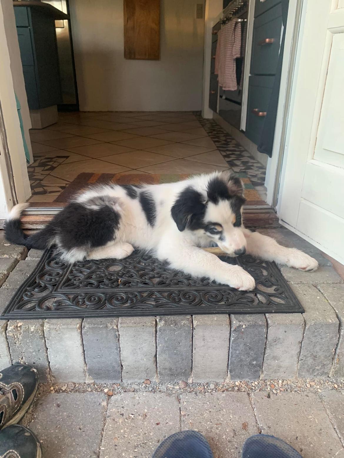 Australian shepherd Milo billede 4