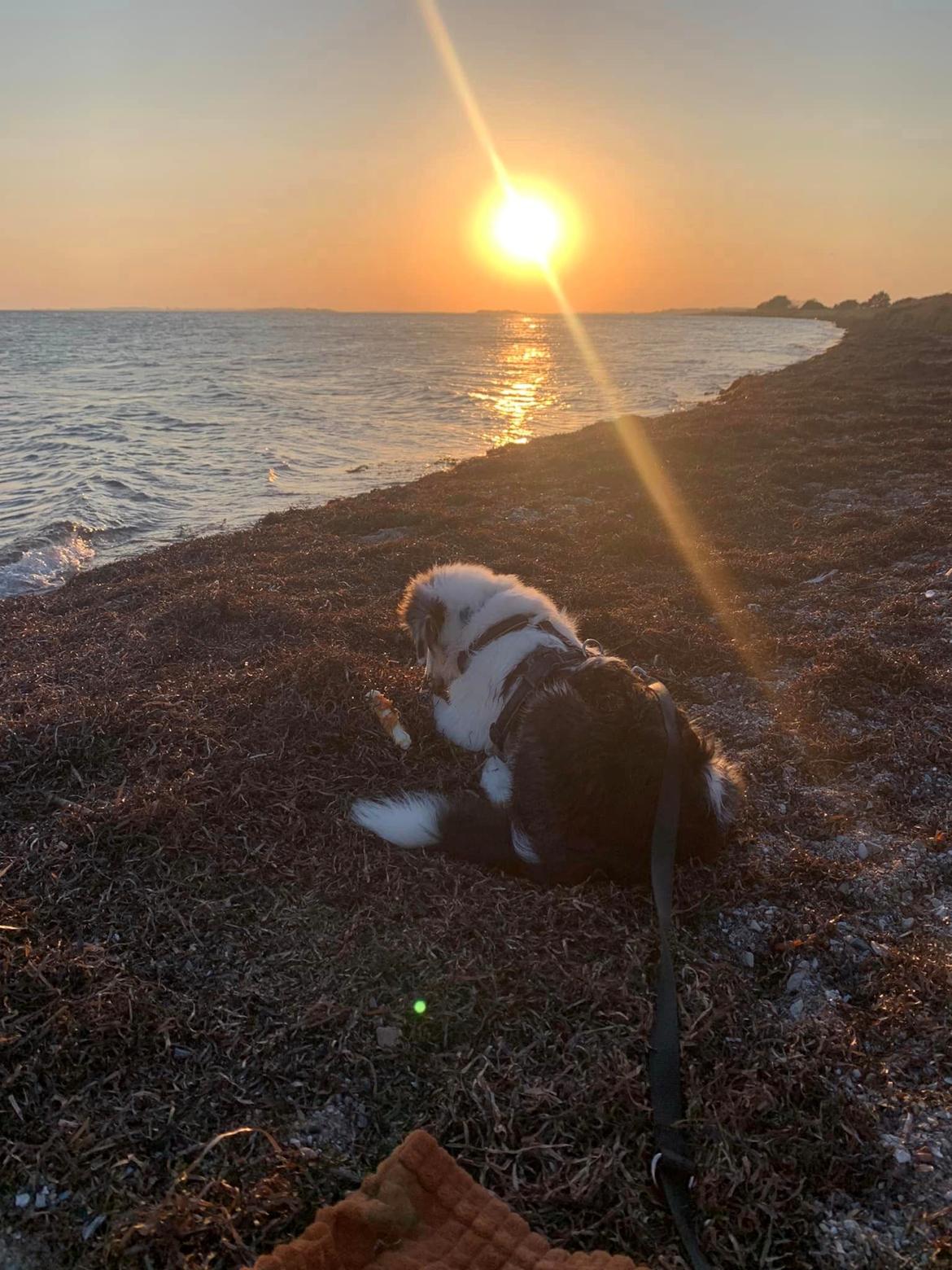 Australian shepherd Milo billede 5