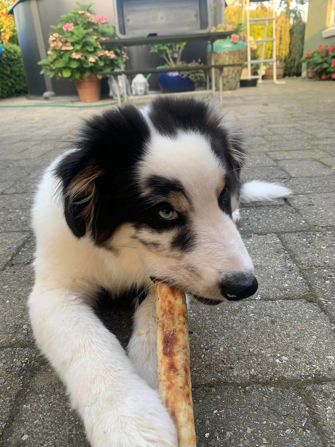 Australian shepherd Milo billede 6