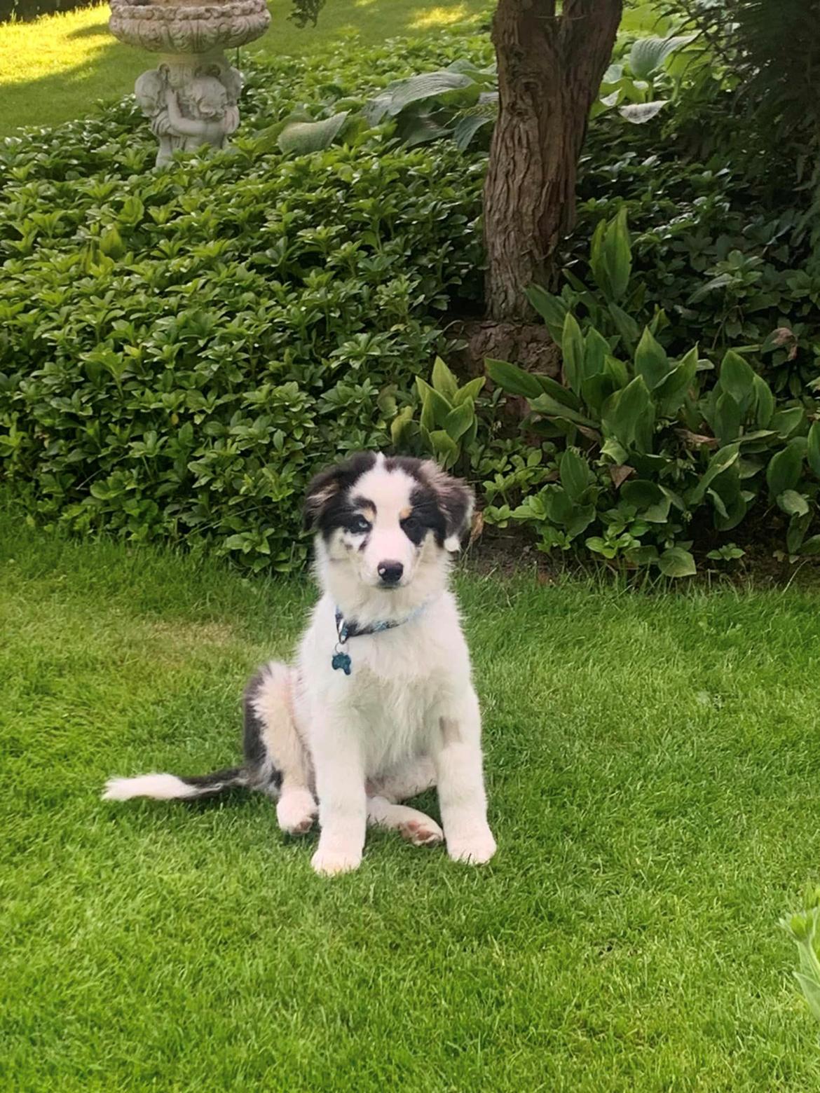 Australian shepherd Milo billede 8