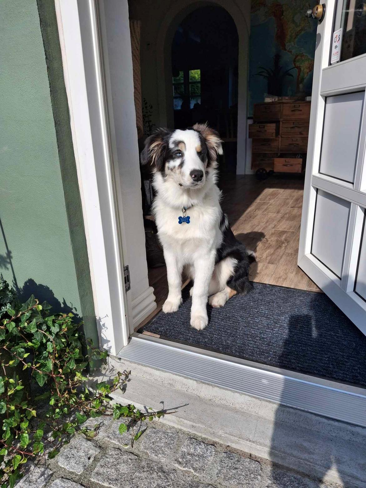 Australian shepherd Milo billede 9