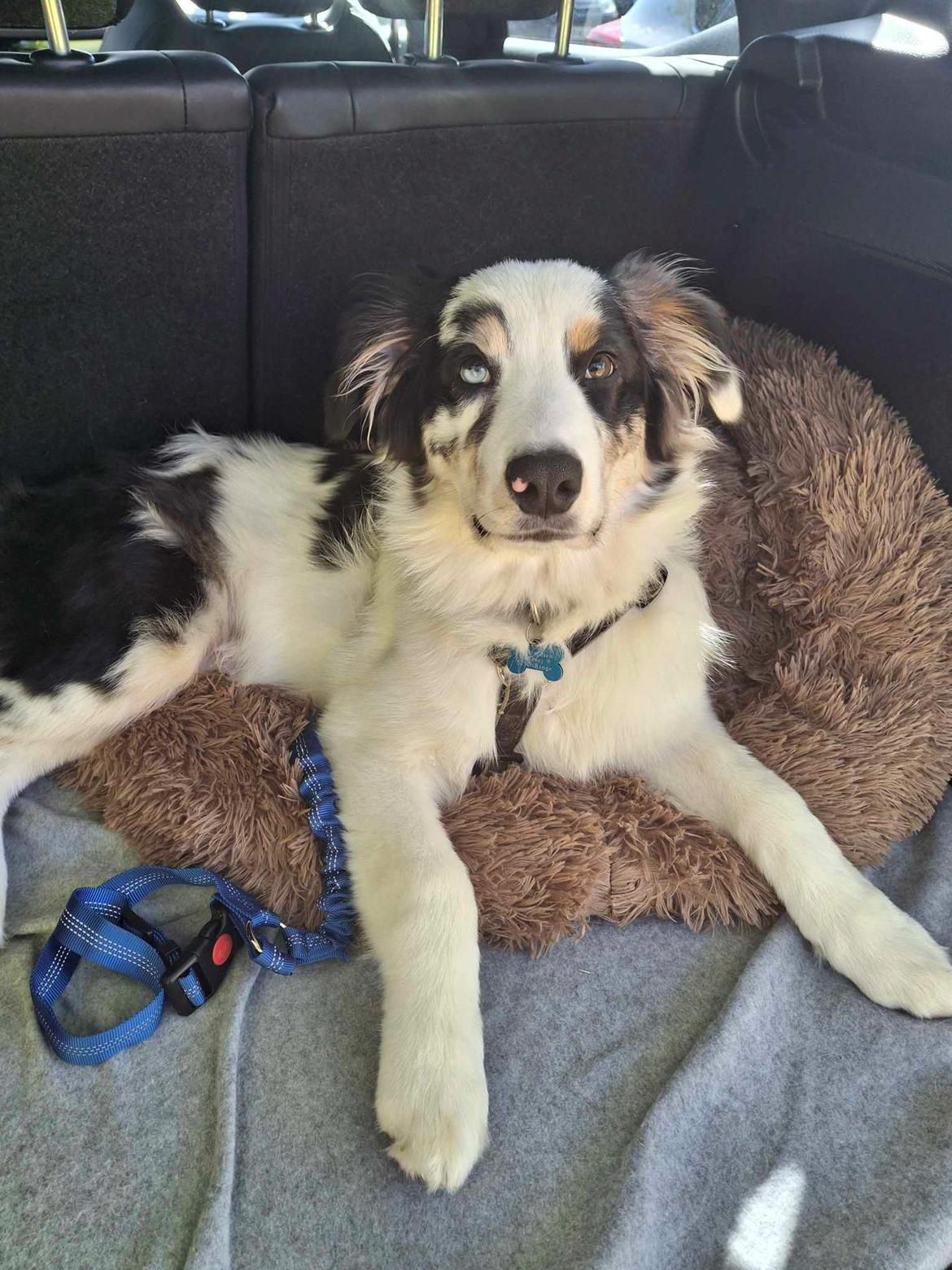 Australian shepherd Milo billede 10