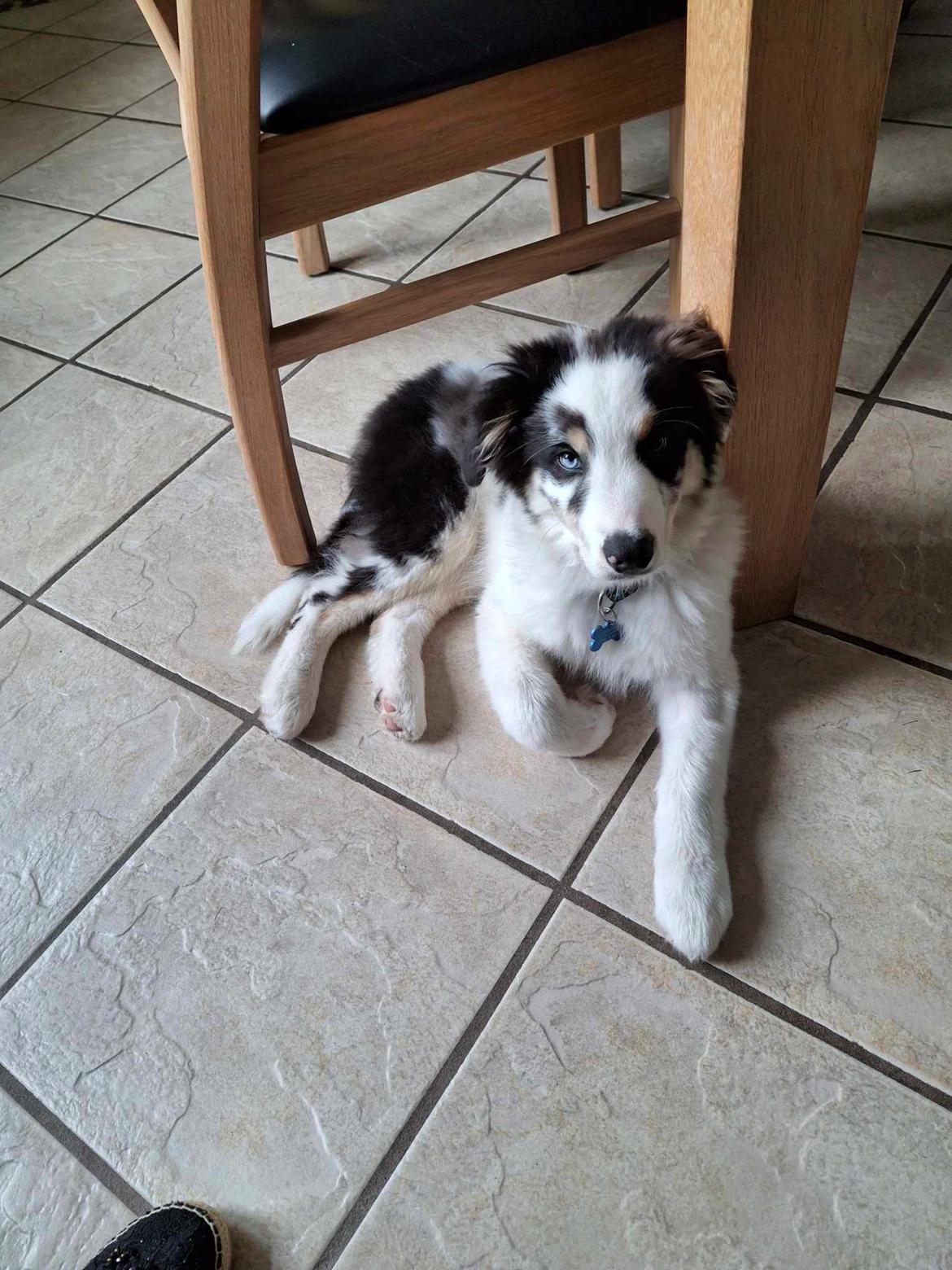 Australian shepherd Milo billede 11