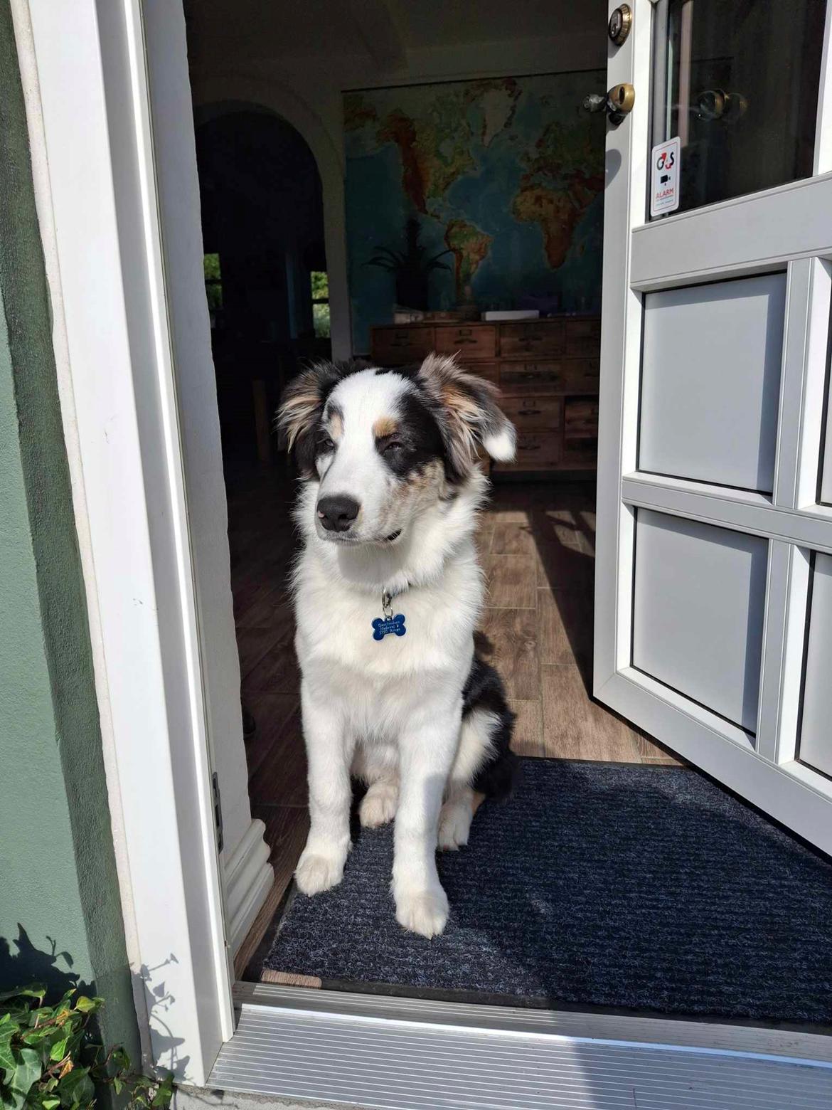 Australian shepherd Milo billede 12