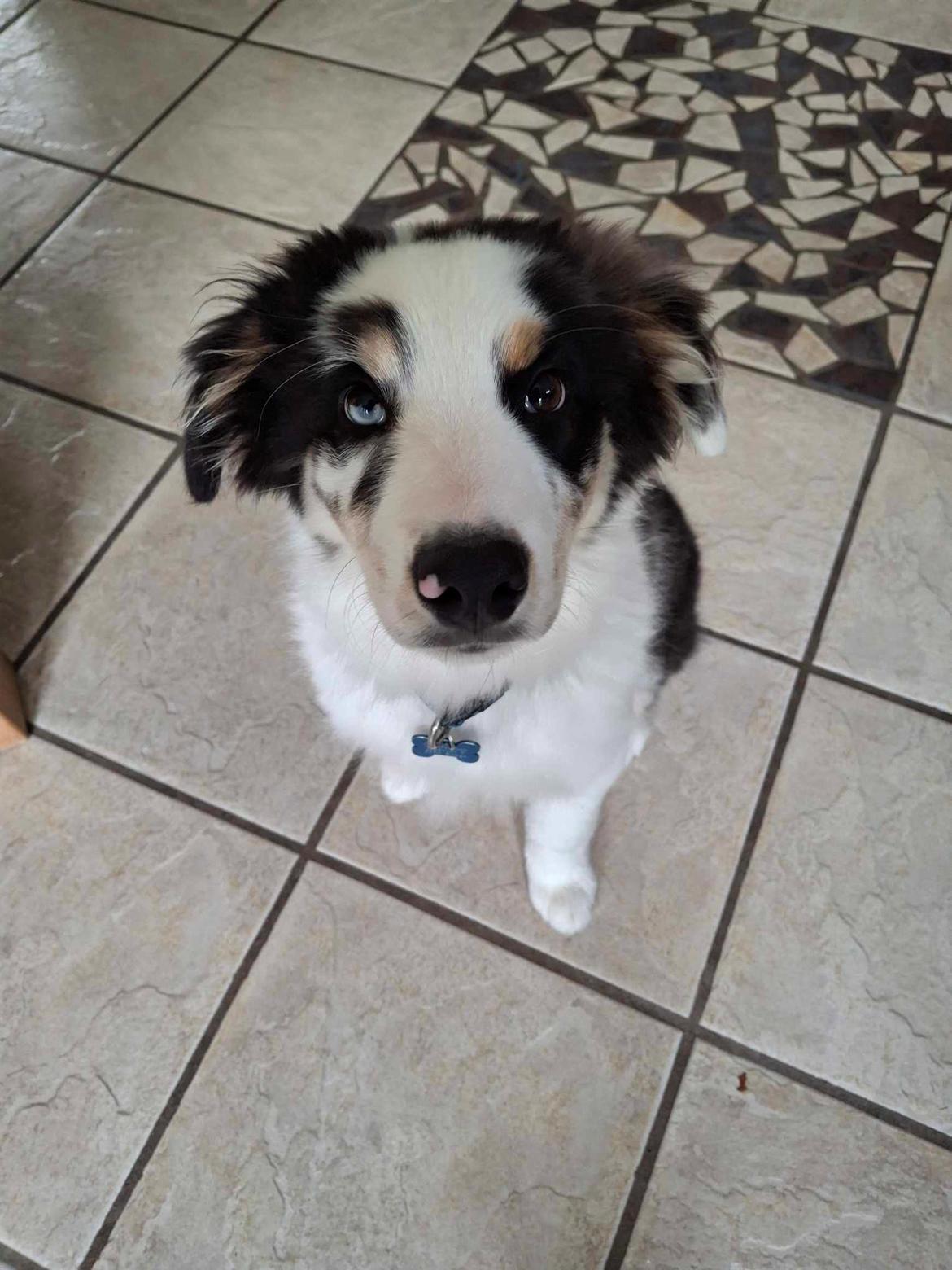 Australian shepherd Milo billede 13