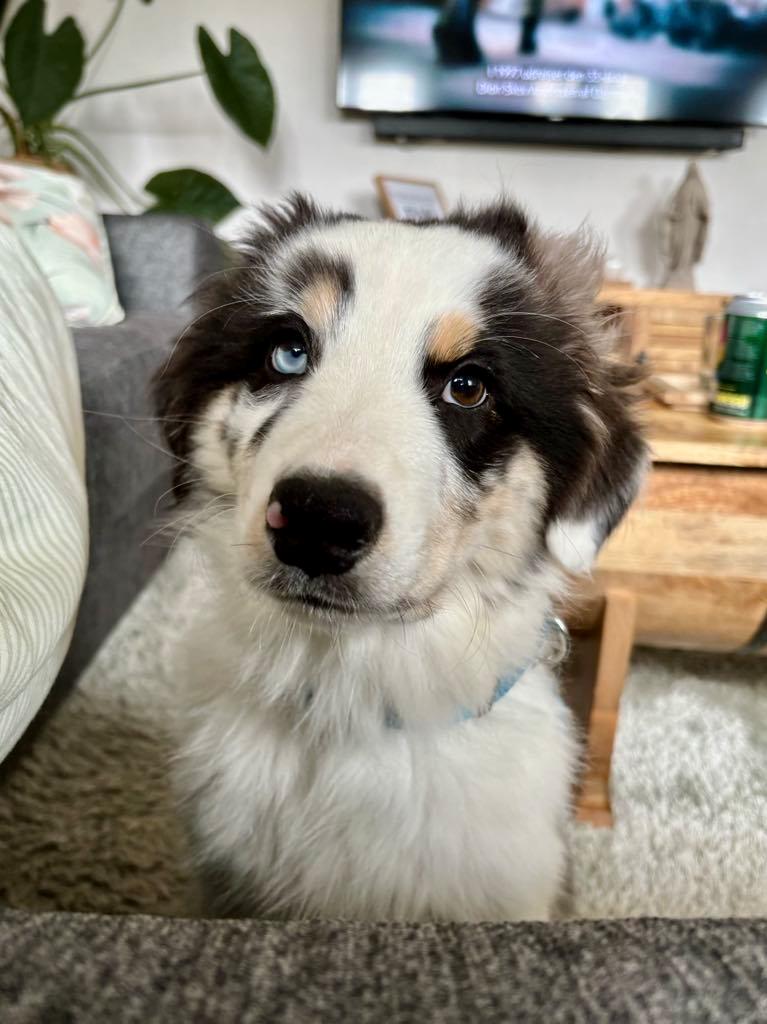 Australian shepherd Milo billede 15