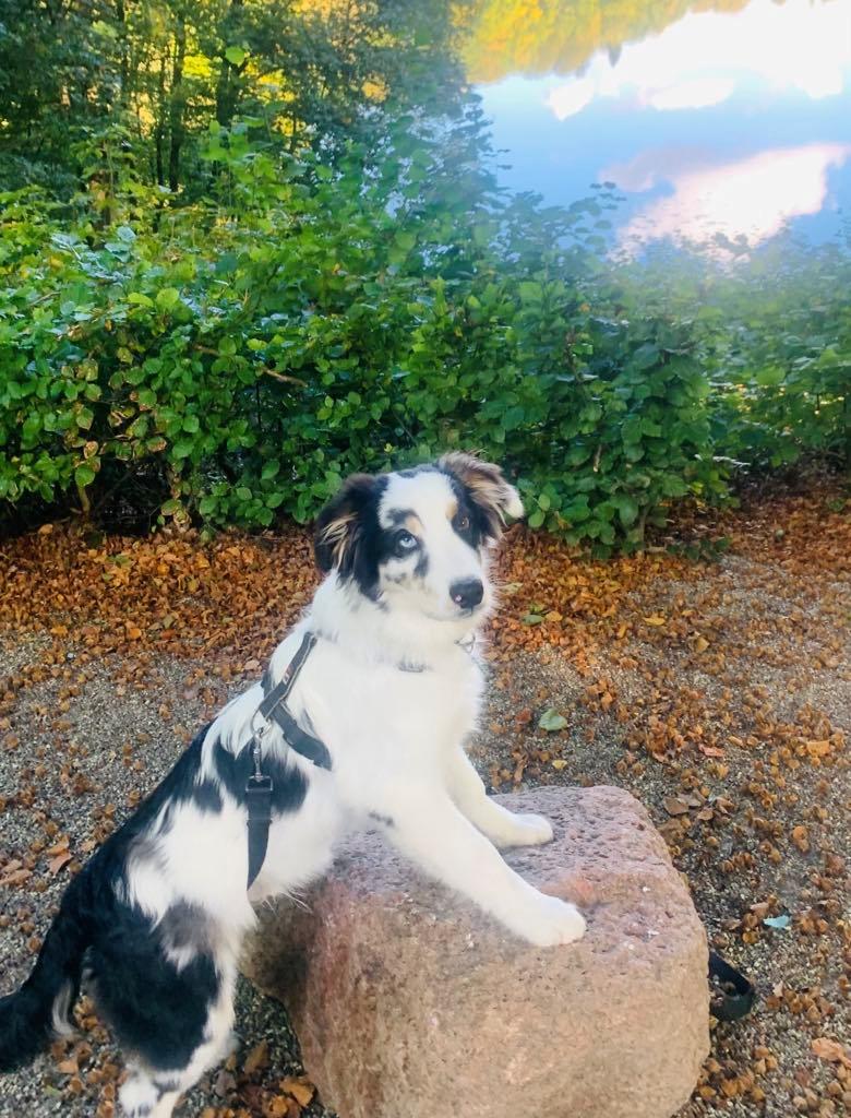 Australian shepherd Milo billede 17