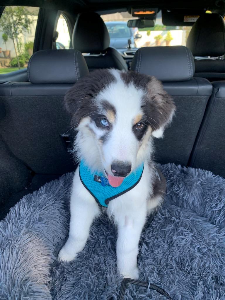 Australian shepherd Milo billede 18