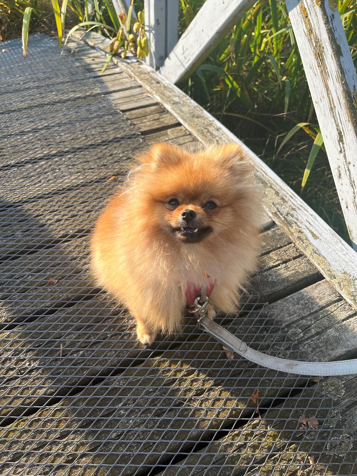 Pomeranian Monza billede 3