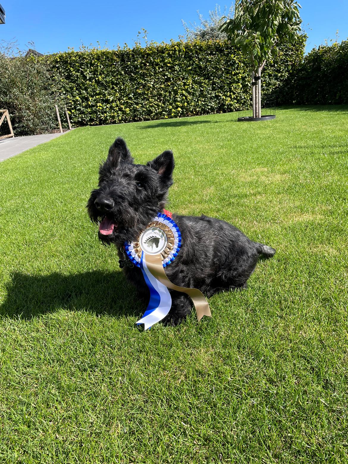 Skotsk terrier Nicla Missi Ballou (Balder)  - En meget træt, men stolt Balder. Han var så dygtig til store heste dag billede 17