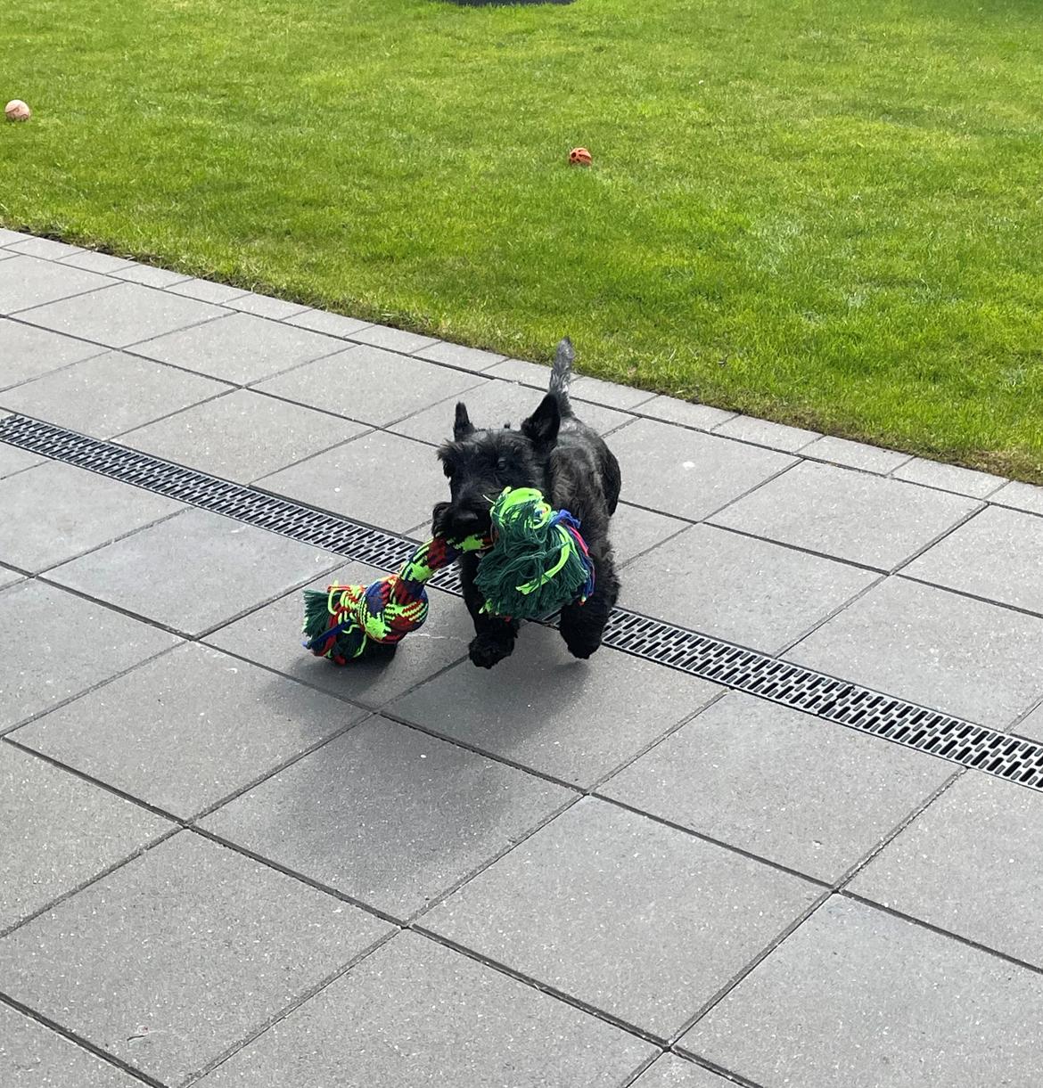 Skotsk terrier Nicla Missi Ballou (Balder)  billede 18