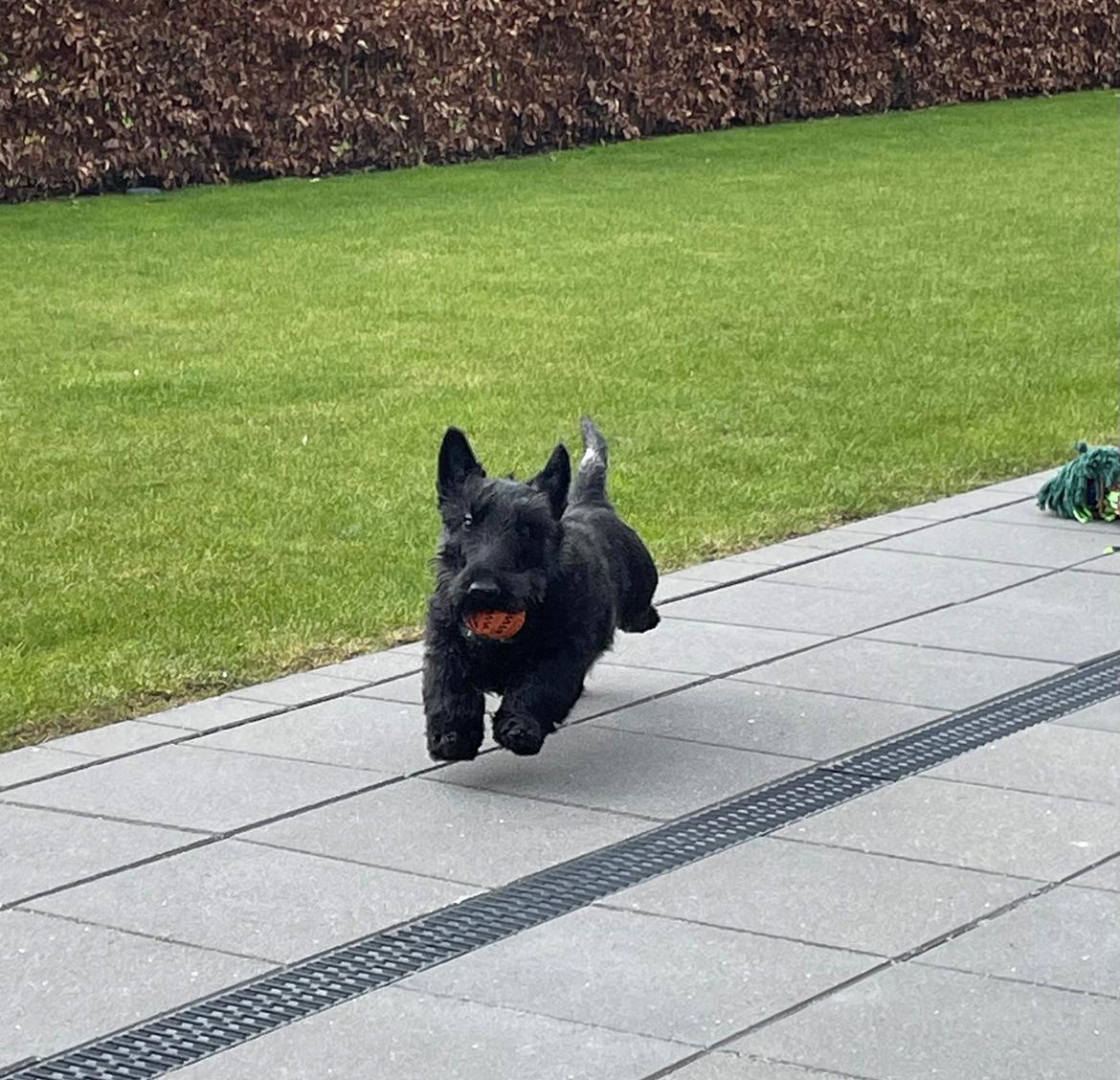 Skotsk terrier Nicla Missi Ballou (Balder)  billede 19