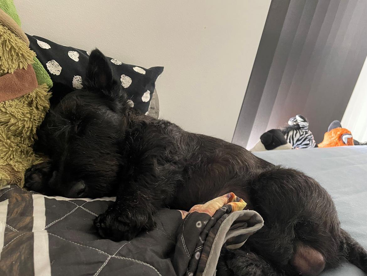 Skotsk terrier Nicla Missi Ballou (Balder)  - B hund med stort B. Balder elsker at sove længe billede 20