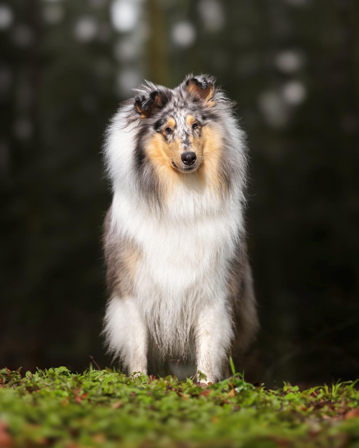 Collie langhåret Sedonia billede 2