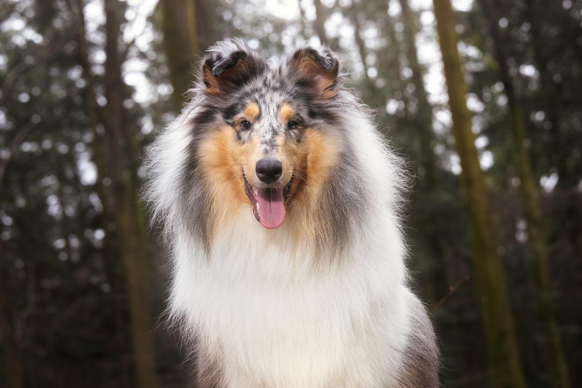 Collie langhåret Sedonia billede 1