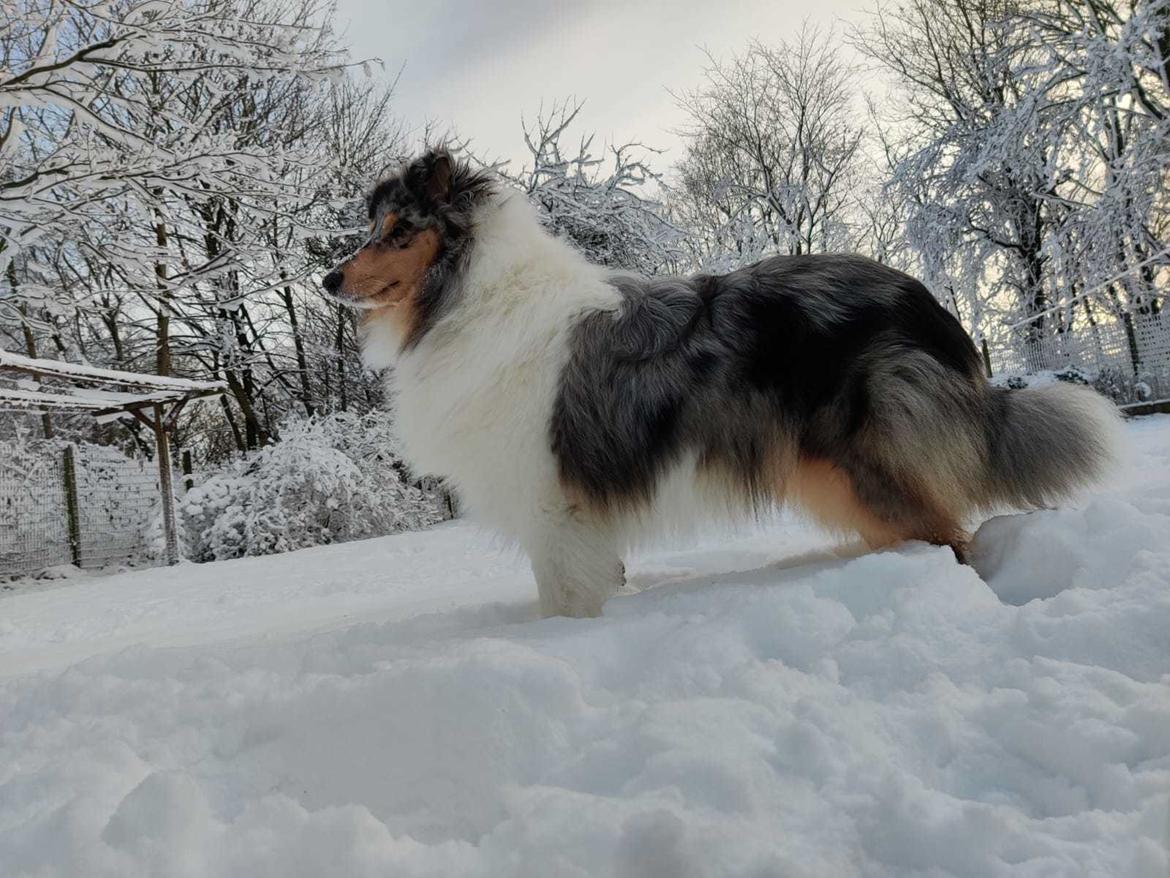 Collie langhåret Sedonia billede 3