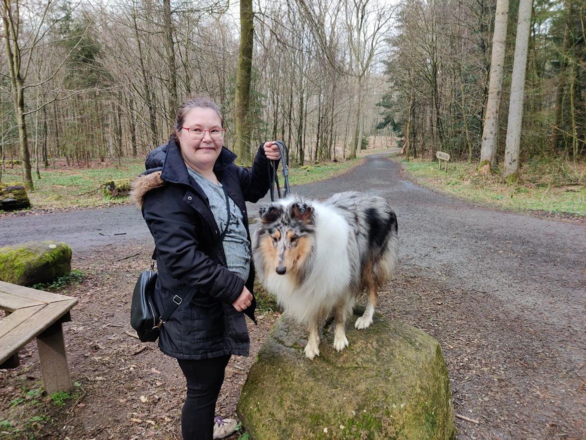 Collie langhåret Sedonia billede 5