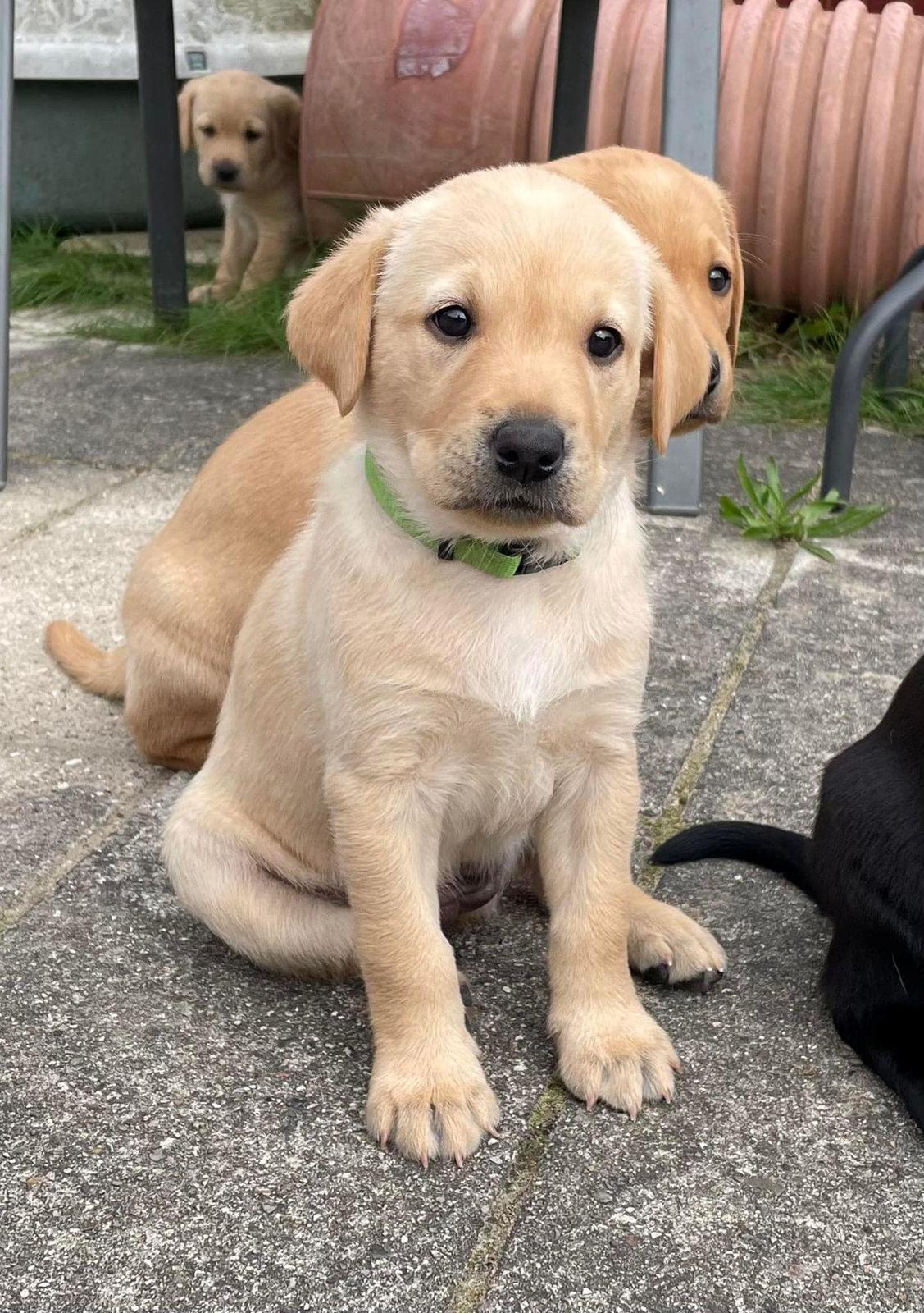 Labrador retriever Lab Showtime's Crunchy Walnut (Dublin)  billede 1