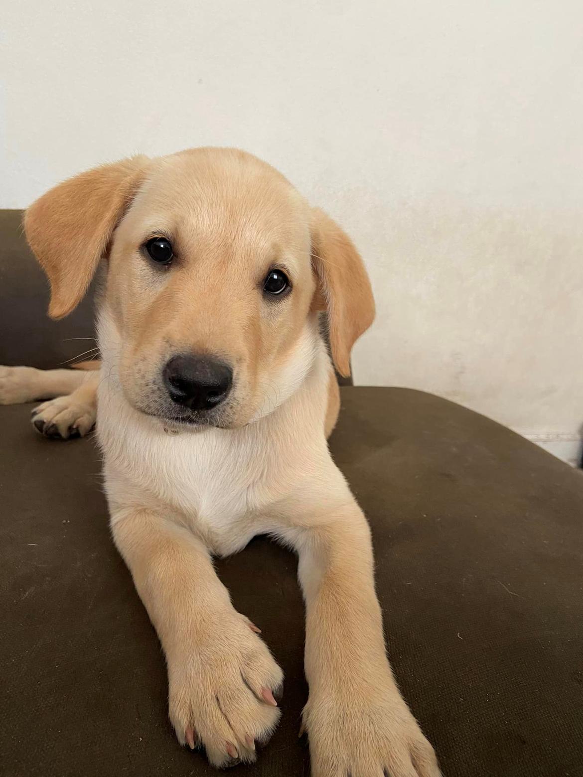 Labrador retriever Lab Showtime's Crunchy Walnut (Dublin)  billede 2