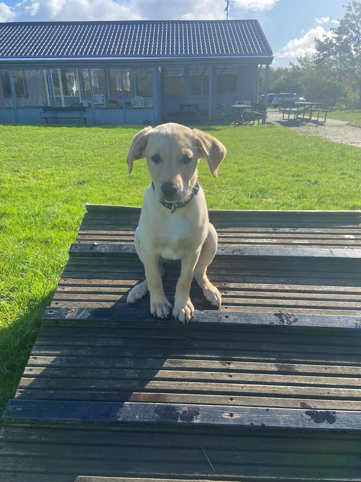 Labrador retriever Lab Showtime's Crunchy Walnut (Dublin)  billede 9