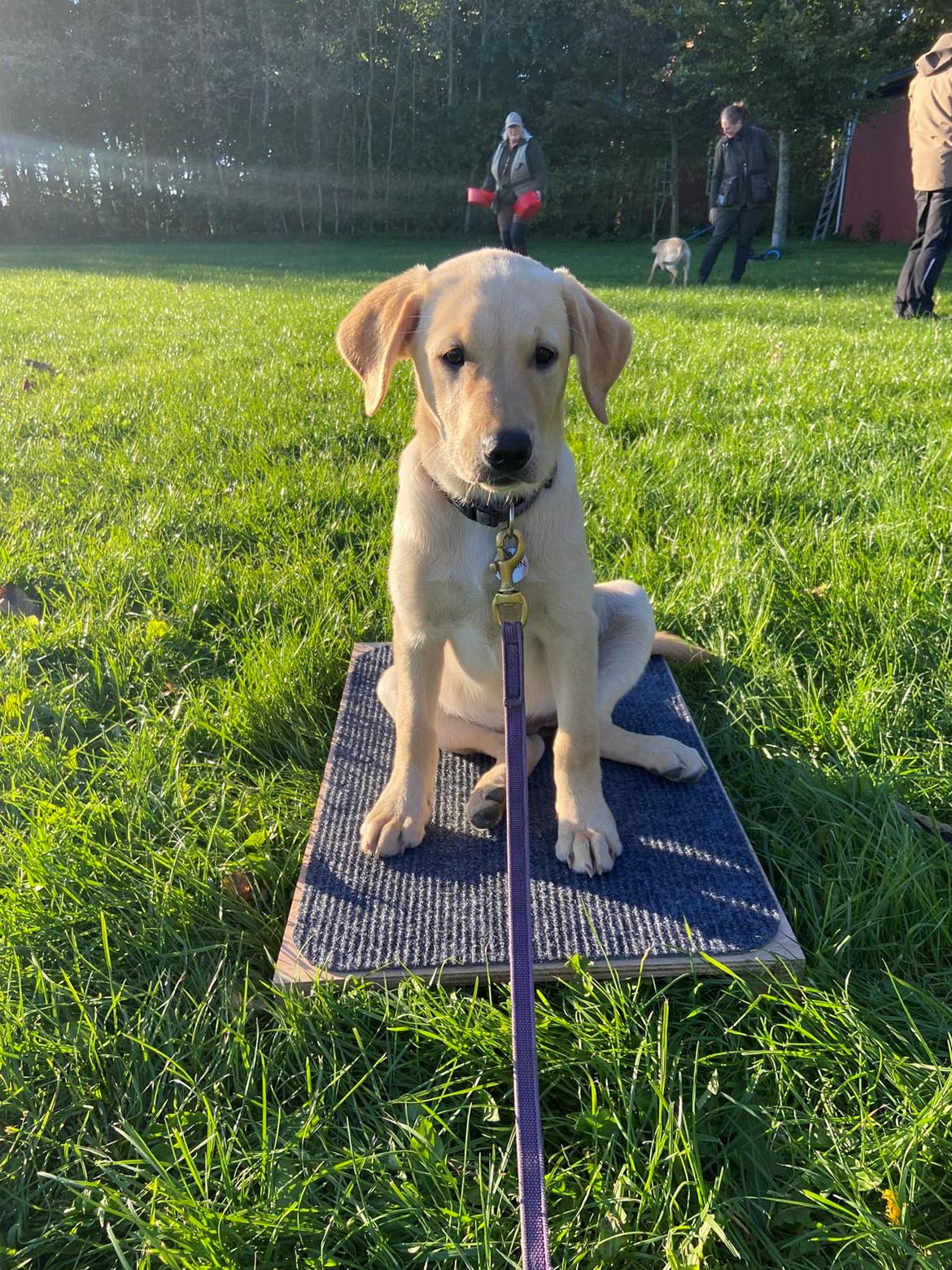 Labrador retriever Lab Showtime's Crunchy Walnut (Dublin)  billede 10