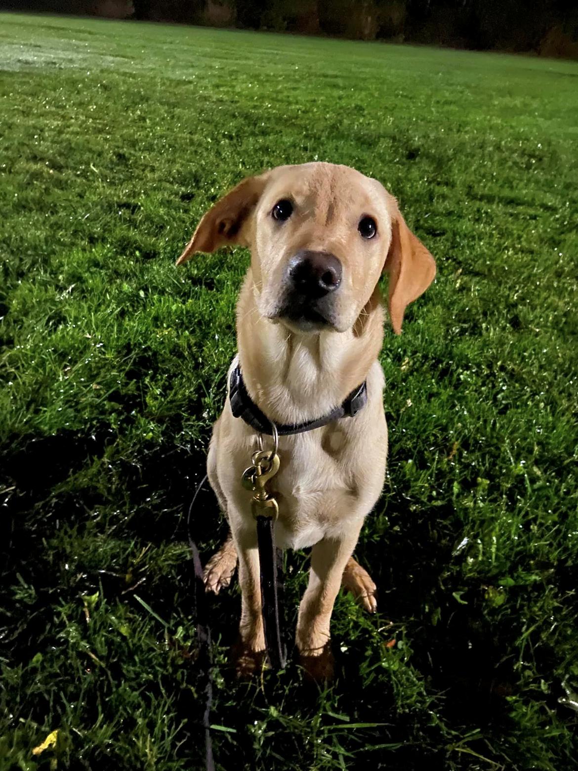 Labrador retriever Lab Showtime's Crunchy Walnut (Dublin)  billede 12