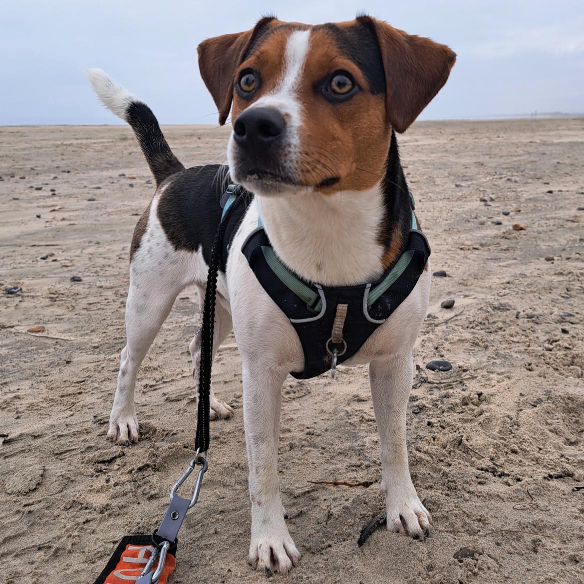 Dansk svensk gaardhund Eddie R.I.P. - 11. november 2024 billede 45