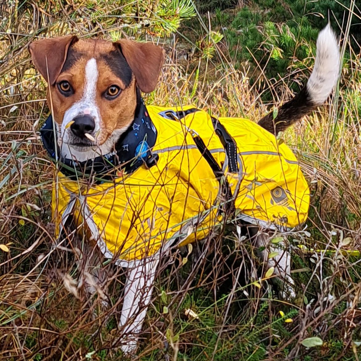 Dansk svensk gaardhund Eddie - 16. november 2024 billede 49