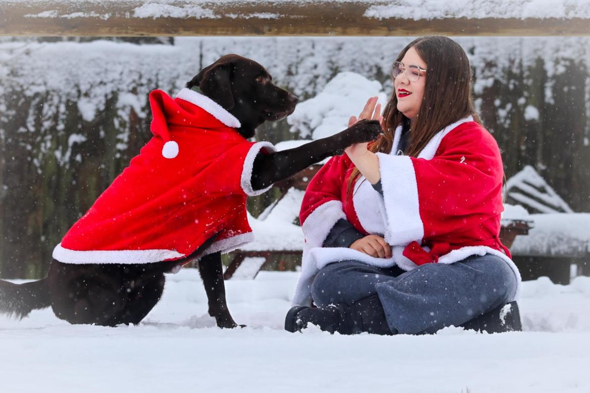 Labrador retriever Cody billede 16