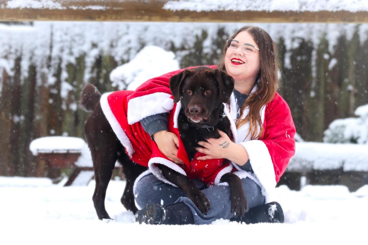 Labrador retriever Cody billede 12