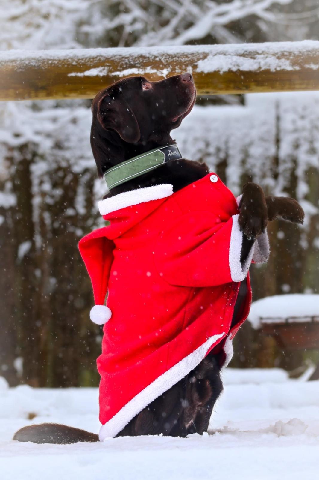 Labrador retriever Cody billede 5